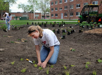 Rain Garden